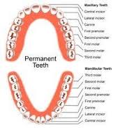 dentition是什么意思