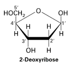 deoxyribose是什么意思