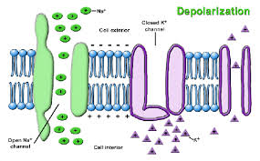 depolarization是什么意思