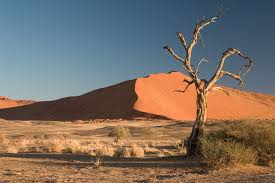 desert是什么意思