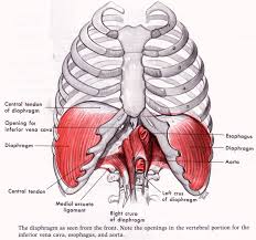 diaphragm是什么意思