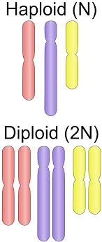 diploid是什么意思