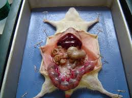 dissect是什么意思