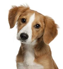 dog是什么意思