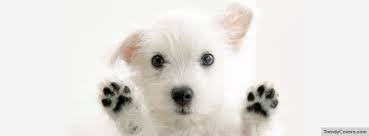 doggy是什么意思