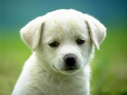 dogs是什么意思
