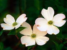 dogwood是什么意思