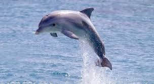 dolphin是什么意思