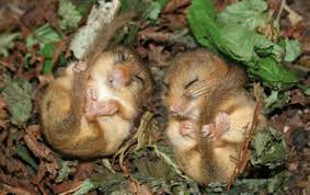 dormouse是什么意思