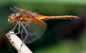 dragonfly是什么意思