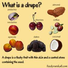 drupe是什么意思