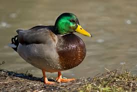 duck是什么意思