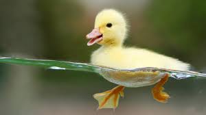duckling是什么意思
