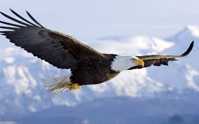 eagle是什么意思