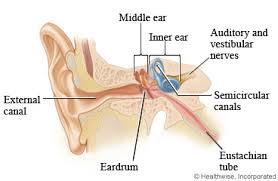 eardrum是什么意思