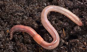earthworm是什么意思