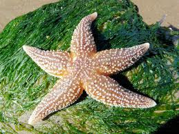 echinoderm是什么意思