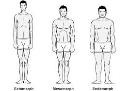 ectomorph是什么意思
