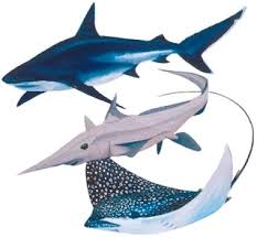 elasmobranch是什么意思