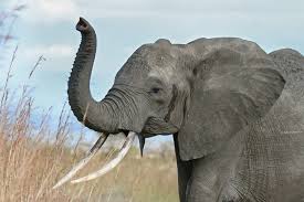 elephant是什么意思