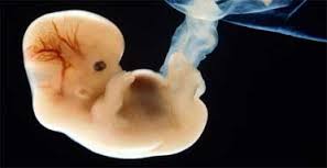 embryo是什么意思