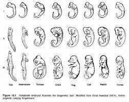 embryology是什么意思