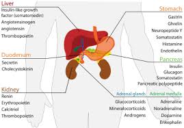 endocrine是什么意思