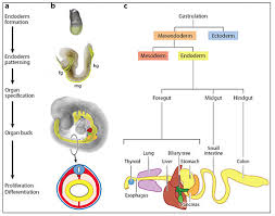 endoderm是什么意思