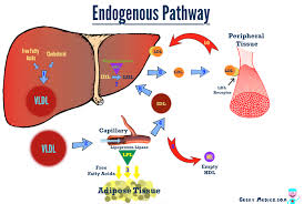 endogenous是什么意思
