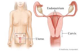 endometrium是什么意思