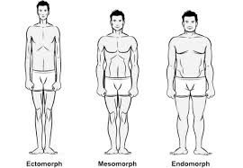endomorph是什么意思