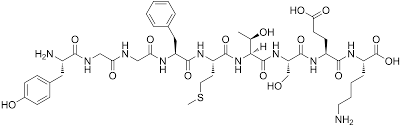 endorphin是什么意思
