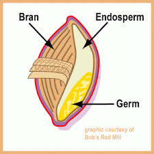 endosperm是什么意思