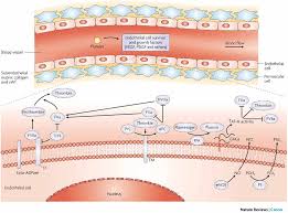 endothelial是什么意思