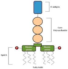 endotoxin是什么意思