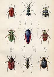 entomology是什么意思