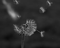 ephemeral是什么意思