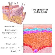 epidermis是什么意思
