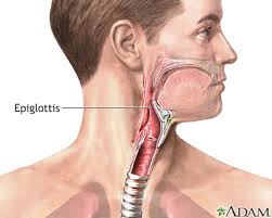 epiglottis是什么意思