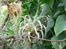 epiphyte是什么意思