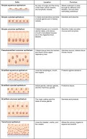 epithelial是什么意思