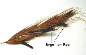 ergot是什么意思