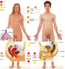 erogenous是什么意思