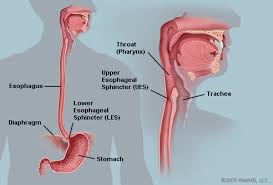 esophagus是什么意思
