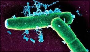 eubacteria是什么意思