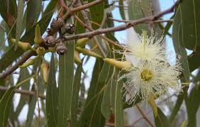 eucalyptus是什么意思