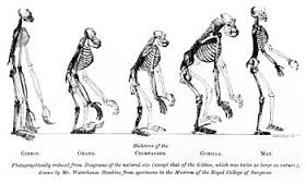 evolutionist是什么意思