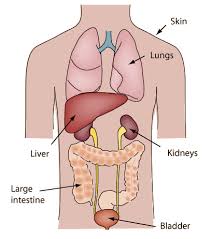 excretion是什么意思