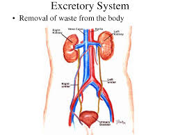 excretory是什么意思