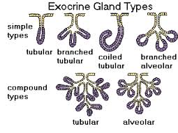 exocrine是什么意思